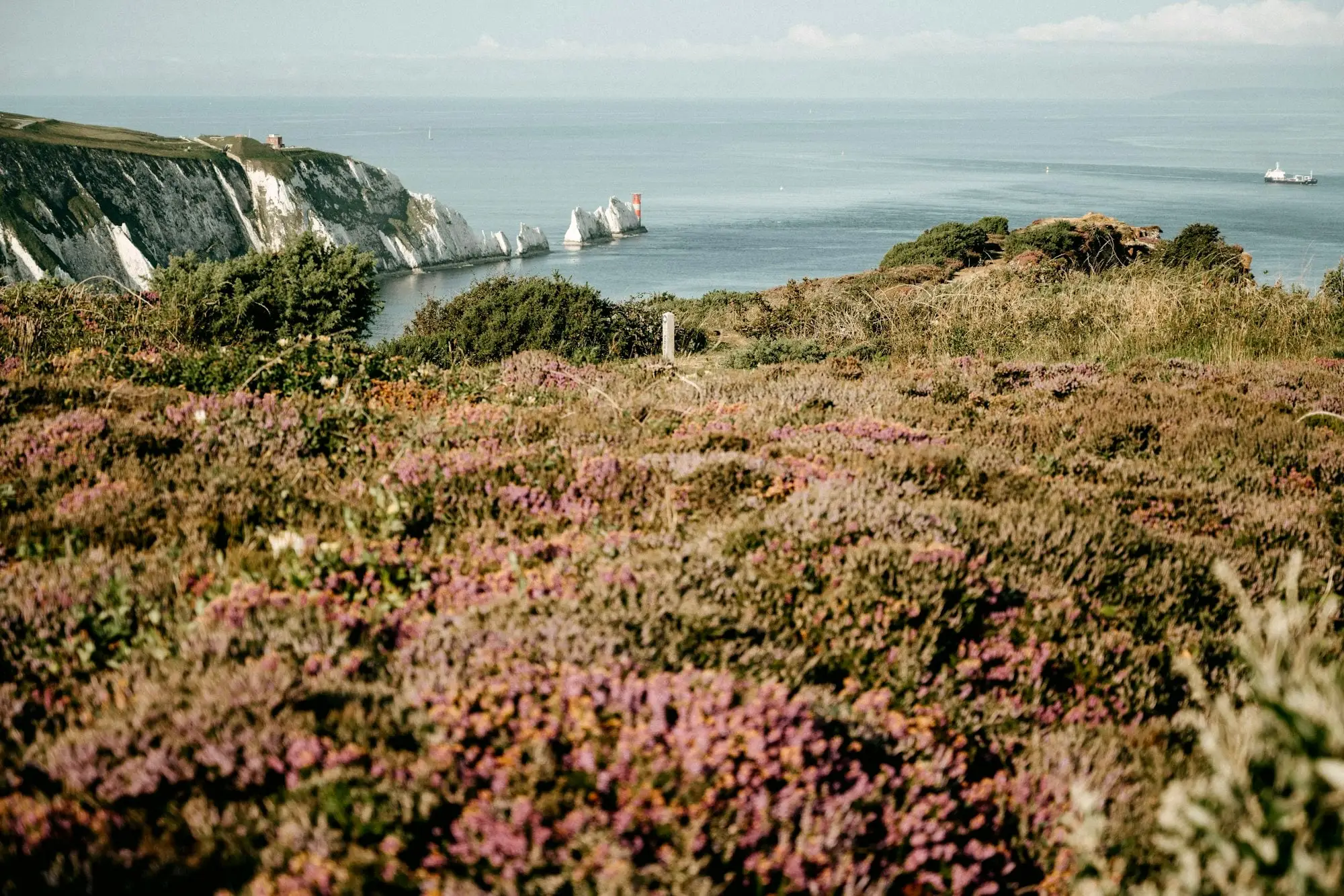 Heather flowering above Alum Bay, looking out towards the Needles on the Isle of Wight